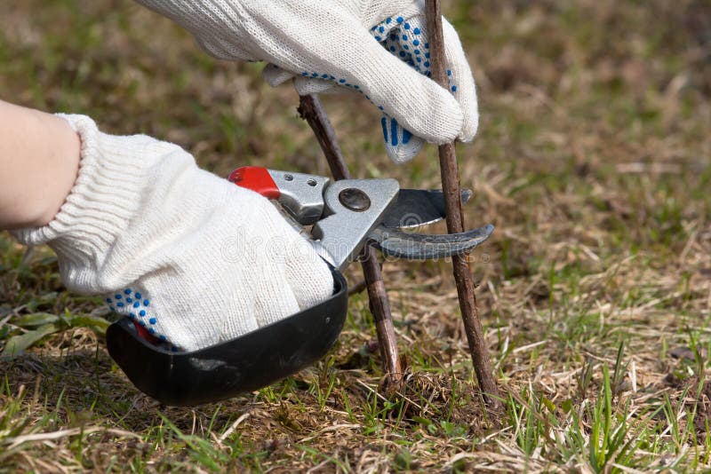 Mani in guanti che potano lampone con il pruner del giardino fotografie stock libere da diritti Mani in guanti che potano lampone con il pruner del giardino fotografie stock libere da diritti