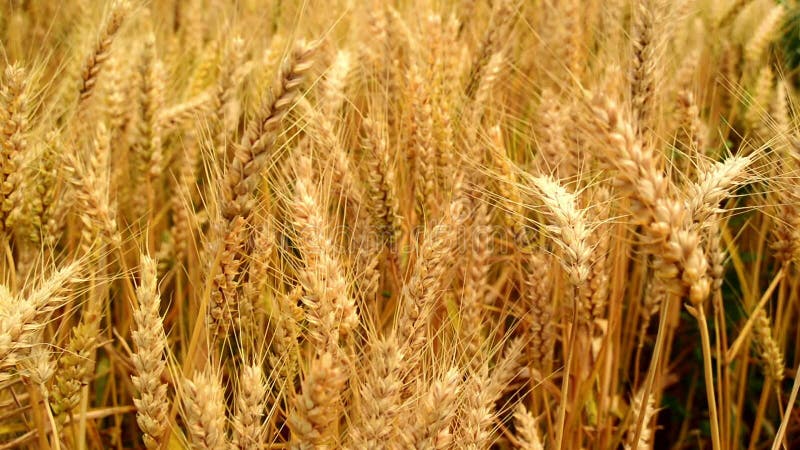 Mani maschii dell'agricoltore nel giacimento di grano