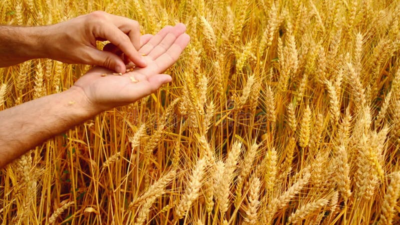 Mani maschii dell'agricoltore nel giacimento di grano