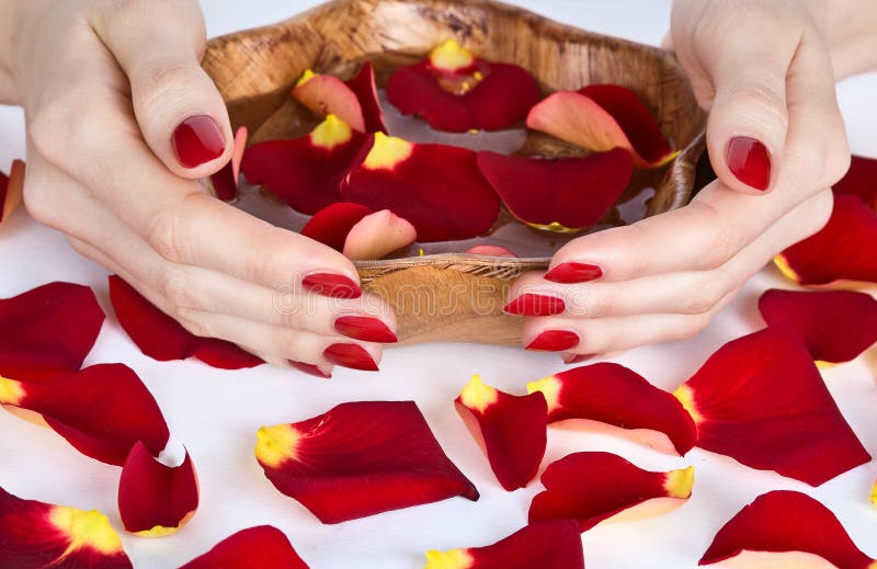 Spa hands with red manicure holding bowl with rose petals close-up. Spa hands with red manicure holding bowl with rose petals close-up