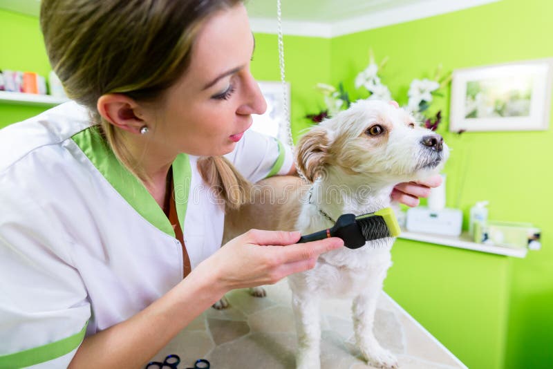 Manicure for dog in pet grooming salon.