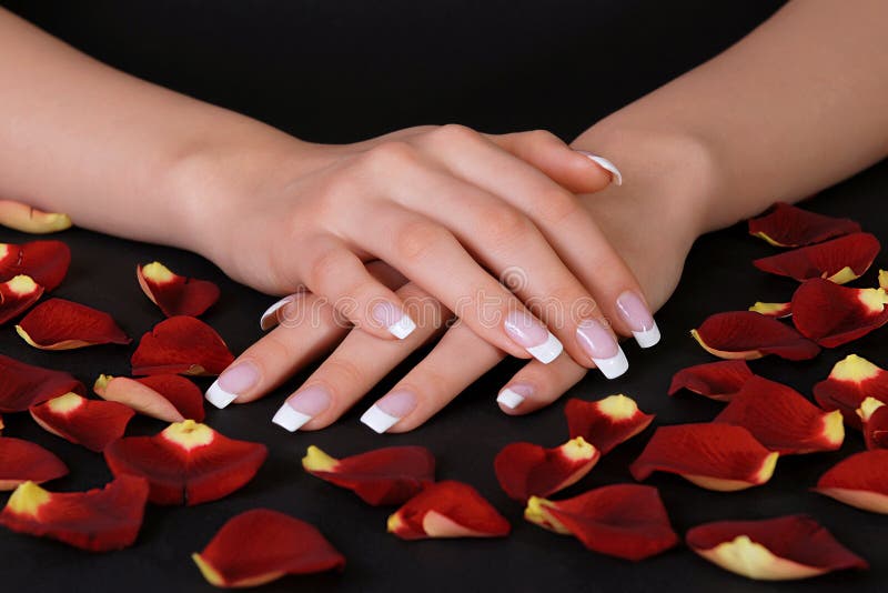 Woman hands with french manicure and rose petals isolated on black background. Woman hands with french manicure and rose petals isolated on black background
