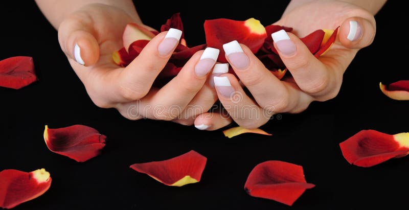 Beautiful woman hands with french manicure holding red rose petals. Beautiful woman hands with french manicure holding red rose petals