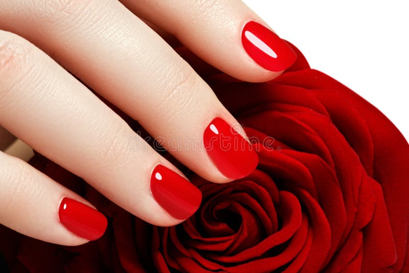 Manicure. Beautiful manicured woman's hands with red nail polish. Beautiful red manicure. Girl with red nail Polish on the nails. Bright red polish on nails and holding red rose. Manicure. Beautiful manicured woman's hands with red nail polish. Beautiful red manicure. Girl with red nail Polish on the nails. Bright red polish on nails and holding red rose