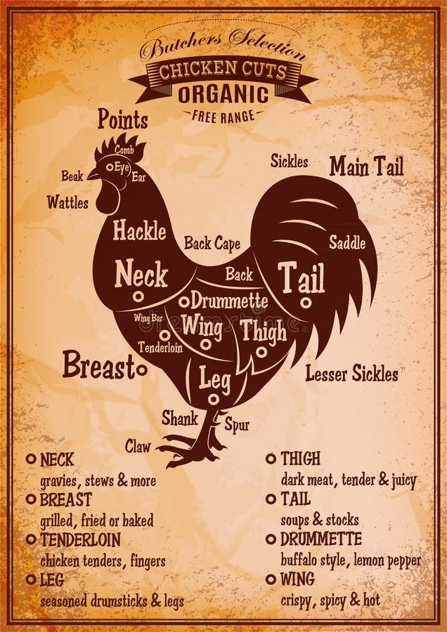 Manifesto con un diagramma dettagliato del gallo di macello illustrazione di stock Manifesto con un diagramma dettagliato del gallo di macello illustrazione di stock