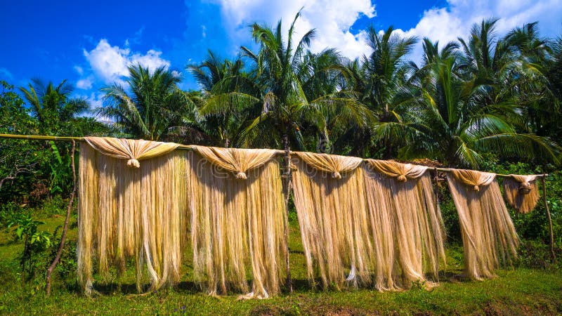 Manila Hemp Drying on Bamboo Pole