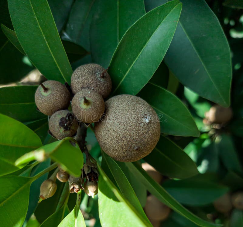 Manilkara Zapota Fruit Tree. Stock Image - Image of blossom, sapodilla ...