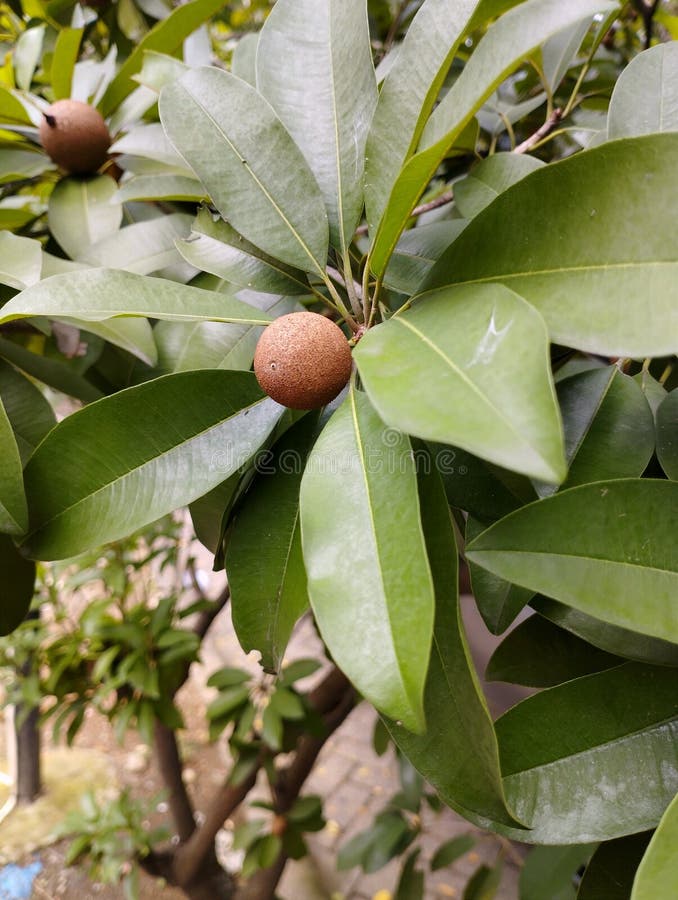 The Sapodilla Manila Fruit Flowers that are in Bud are Interesting To
