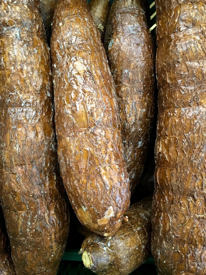 Manioc, Yuca de Costa Rica photo stock Manioc, Yuca de Costa Rica photo stock