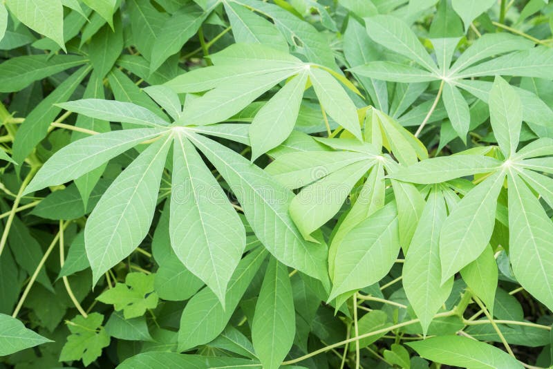 Cassava leaves in Ben Tre Province, Vietnam. Báº¿n Tre is a province of Vietnam. It is one of the country's southern provinces, being situated in the Mekong Delta. Ben Tre is famous about coconut. Cassava leaves in Ben Tre Province, Vietnam. Báº¿n Tre is a province of Vietnam. It is one of the country's southern provinces, being situated in the Mekong Delta. Ben Tre is famous about coconut.