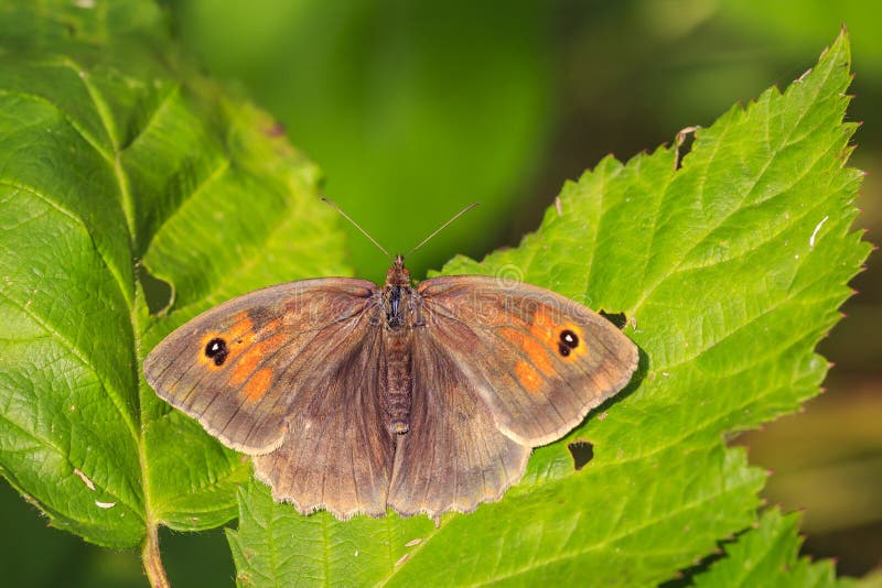 Maniola-jurtina Schmetterling der Wiese braunes beflügelt Draufsicht stockbilder Maniola-jurtina Schmetterling der Wiese braunes beflügelt Draufsicht stockbilder