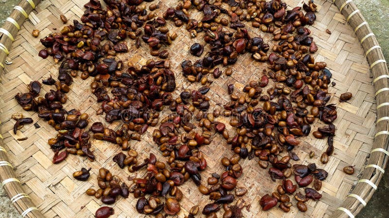 Manière traditionnelle au café écrasage de récolte images libres de droits