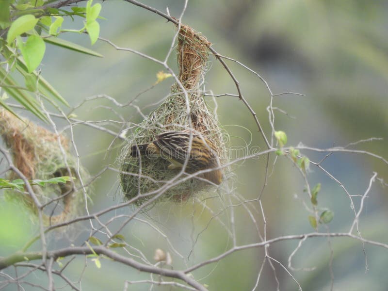 Manlig bayavävare med redet fotografering för bildbyråer