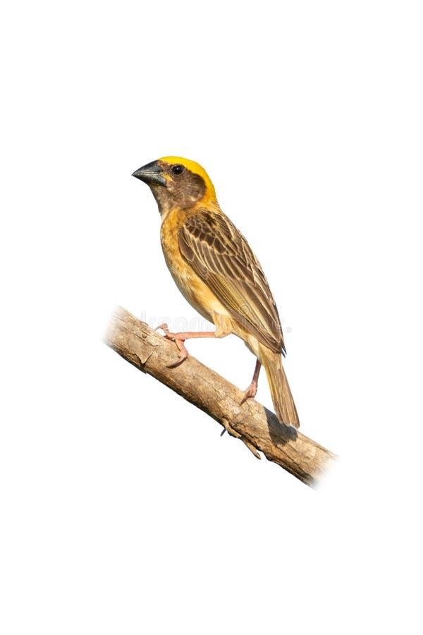 Manlig bayavävare som kör på en perch royaltyfria bilder