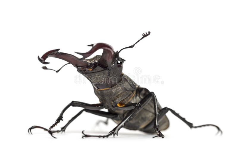 Manlig ekoxe, Lucanus cervus mot vit bakgrund arkivbilder Manlig ekoxe, Lucanus cervus mot vit bakgrund arkivbilder