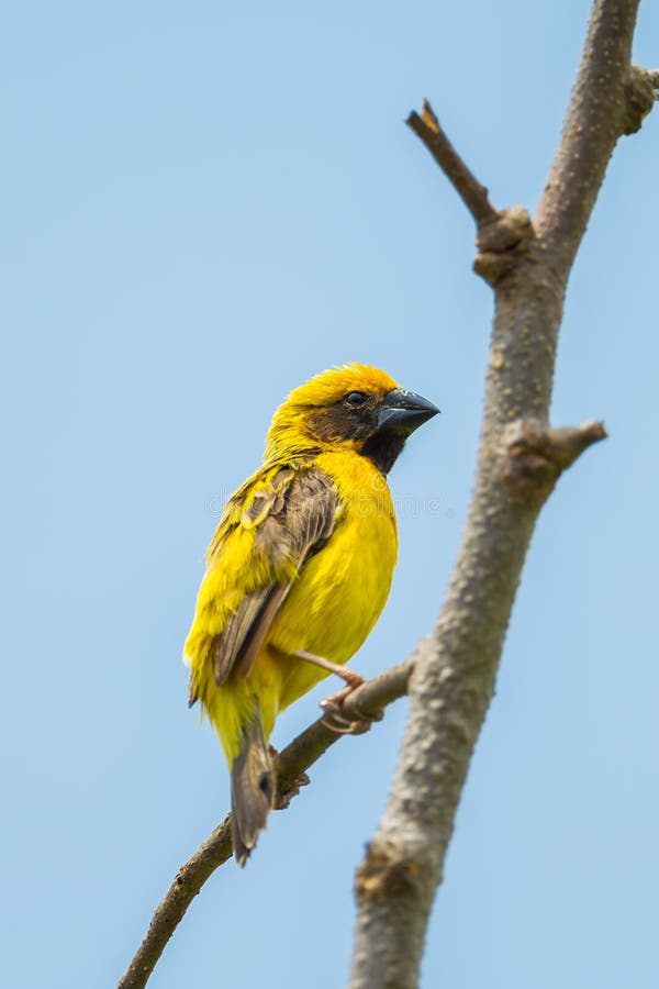 Manliga Baya Weaver royaltyfri fotografi