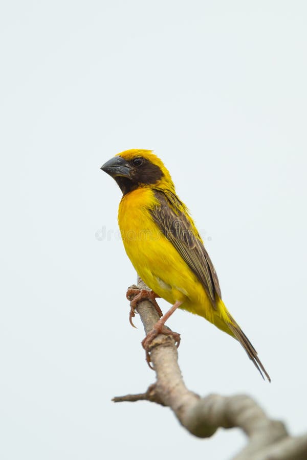 Manliga Baya Weaver royaltyfri bild