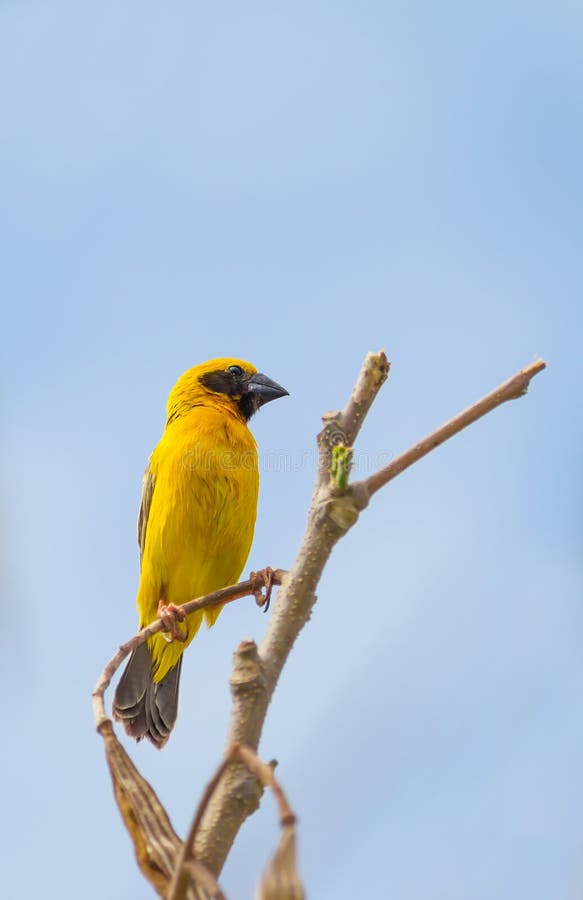Manliga Baya Weaver (Ploceusphilippinusen) royaltyfri fotografi