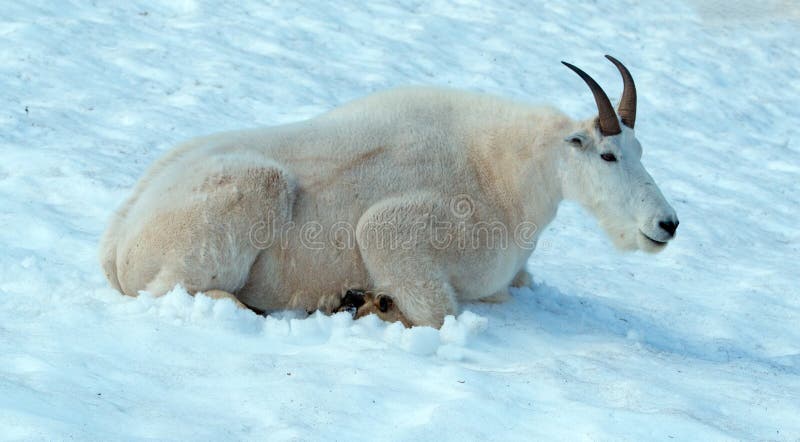 Manliga Billy Mountain Goat på snö på orkanen Ridge i olympisk nationalpark i staten Washington USA royaltyfri bild Manliga Billy Mountain Goat på snö på orkanen Ridge i olympisk nationalpark i staten Washington USA royaltyfri bild