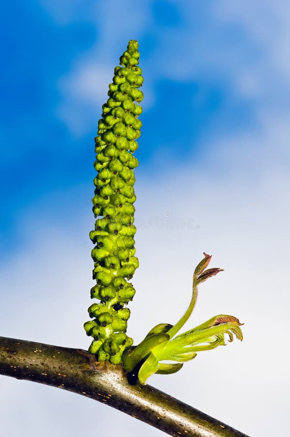 Manliga blommor av den gemensamma valnöten arkivfoton Manliga blommor av den gemensamma valnöten arkivfoton