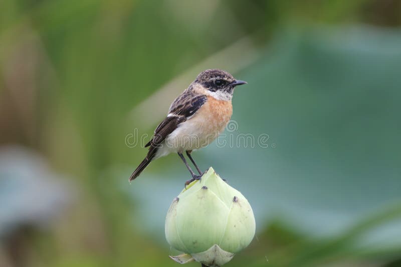 Manliga gulliga fåglar för östlig Stonechat Saxicolastejnegeri på lotusblomman royaltyfri bild Manliga gulliga fåglar för östlig Stonechat Saxicolastejnegeri på lotusblomman royaltyfri bild