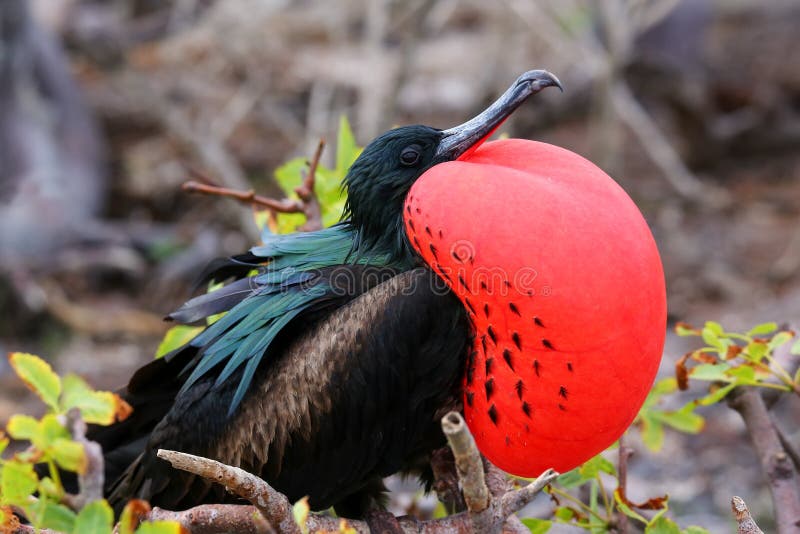 Male Great Frigatebird Fregata minor on Genovesa Island, Galapagos National Park, Ecuador. Male Great Frigatebird Fregata minor on Genovesa Island, Galapagos National Park, Ecuador