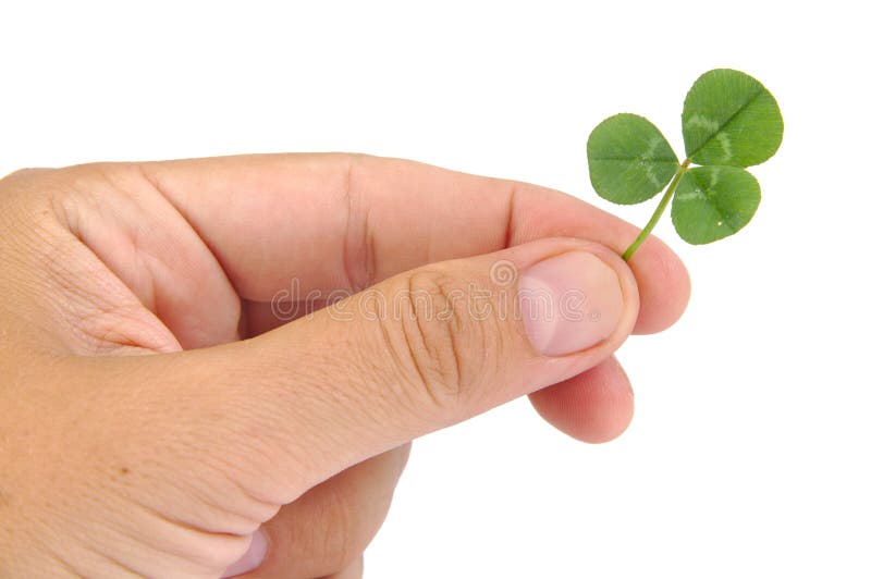 Manligt blad för växt av släktet Trifolium för handinnehavgräsplan som isoleras på a arkivbilder Manligt blad för växt av släktet Trifolium för handinnehavgräsplan som isoleras på a arkivbilder