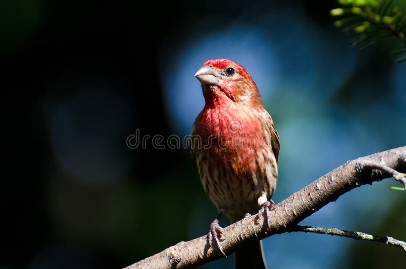 Manligt hus Finch Perched på en filial arkivbild Manligt hus Finch Perched på en filial arkivbild