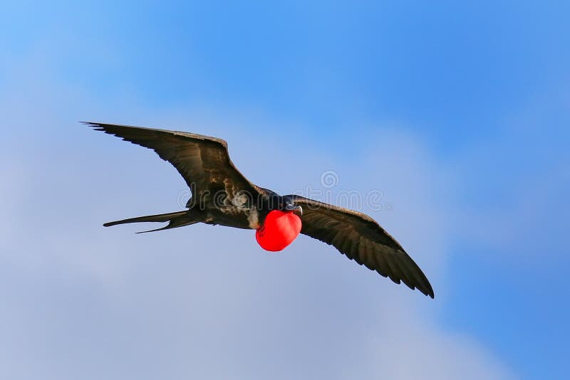 Male Great Frigatebird (Fregata minor) flying in blue sky, Galapagos National Park, Ecuador. Male Great Frigatebird (Fregata minor) flying in blue sky, Galapagos National Park, Ecuador