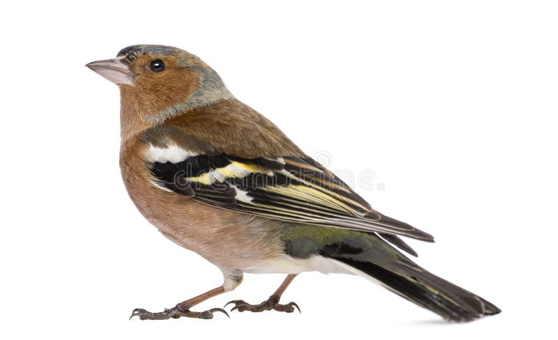 Mann allgemeines Chaffinch - Fringilla coelebs stockfotos Mann allgemeines Chaffinch - Fringilla coelebs stockfotos