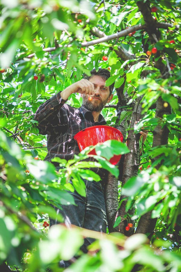 Mann auf dem Baum, der rote Kirsche erntet lizenzfreies stockbild Mann auf dem Baum, der rote Kirsche erntet lizenzfreies stockbild