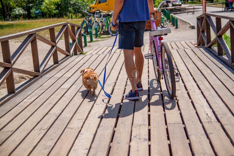 Mann auf Fahrrad im Park in der Firma seines Hundes stockfotografie Mann auf Fahrrad im Park in der Firma seines Hundes stockfotografie