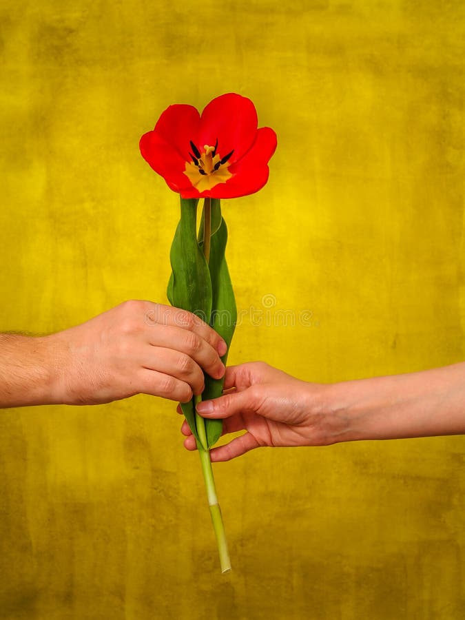 Glückliche Paare Mann Gibt Einer Frau Blumen Stockbild - Bild von