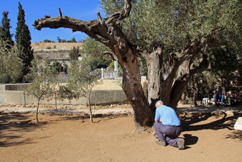 Garten Von Gethsemane In Israel Stockfoto Bild von