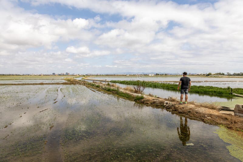 Mann, die Reisfelder nahe Valencia beobachtend lizenzfreie stockfotos Mann, die Reisfelder nahe Valencia beobachtend lizenzfreie stockfotos