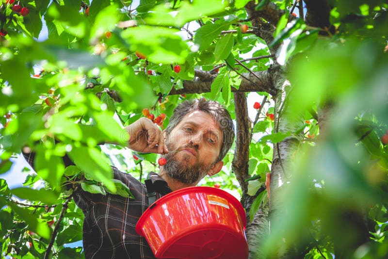 Mann im Baum, der rote Kirsche erntet stockfotos Mann im Baum, der rote Kirsche erntet stockfotos