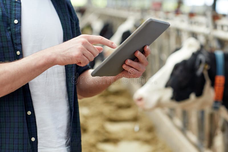 Mann mit Tabletten-PC und -kühen auf Molkerei stockbild Mann mit Tabletten-PC und -kühen auf Molkerei stockbild