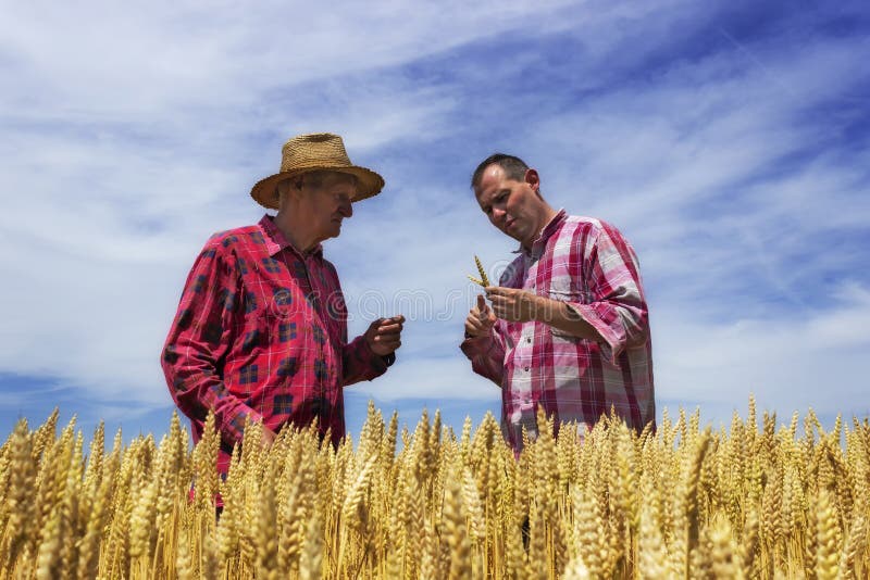 Mann- und Landwirtkontrollweizen Weizen ist zur Ernte bereit lizenzfreie stockbilder Mann- und Landwirtkontrollweizen Weizen ist zur Ernte bereit lizenzfreie stockbilder
