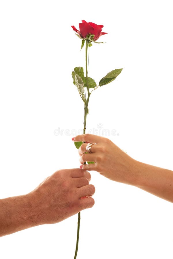 Mann und weiblicher Einfluss eine einzelne rote Rose der Hingabe