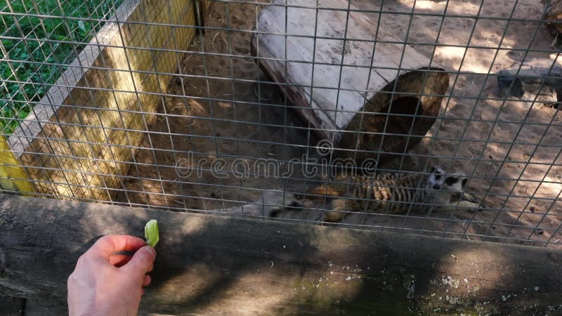 Mann zieht meerkats in einem Zoo ein