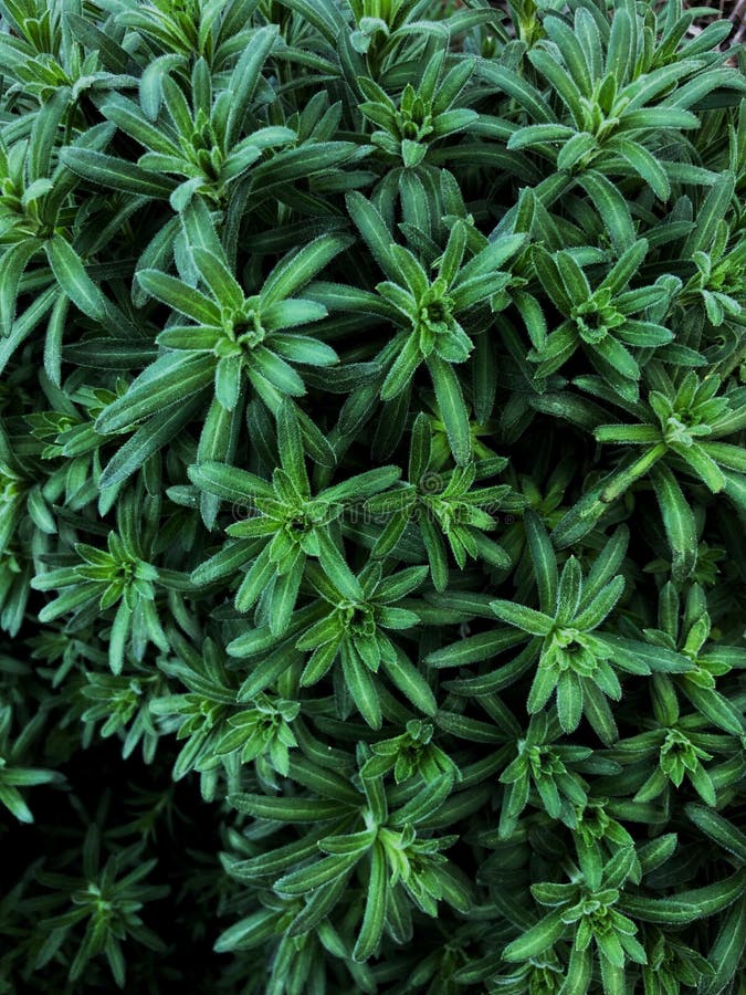 Mannaie di galium aparine, goosegrass e primo piano dell'erba della presa in primavera fotografia stock libera da diritti Mannaie di galium aparine, goosegrass e primo piano dell'erba della presa in primavera fotografia stock libera da diritti