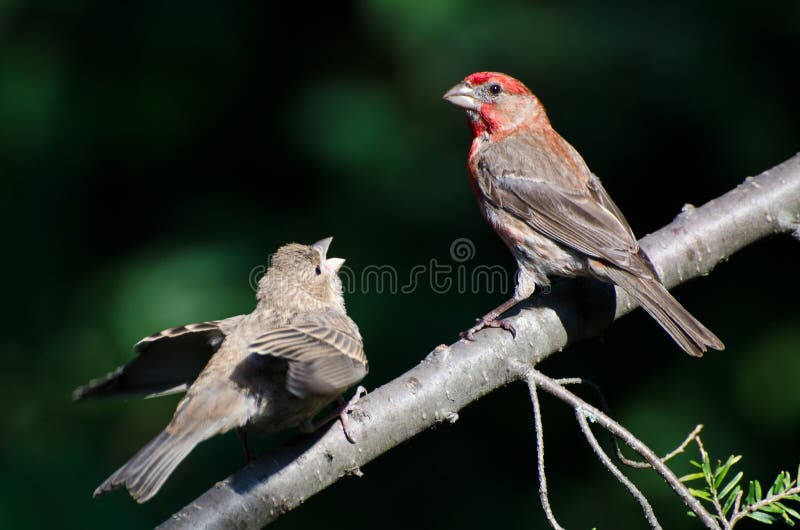 Mannelijk Huis Finch Feeding zijn Jongelui stock afbeelding Mannelijk Huis Finch Feeding zijn Jongelui stock afbeelding