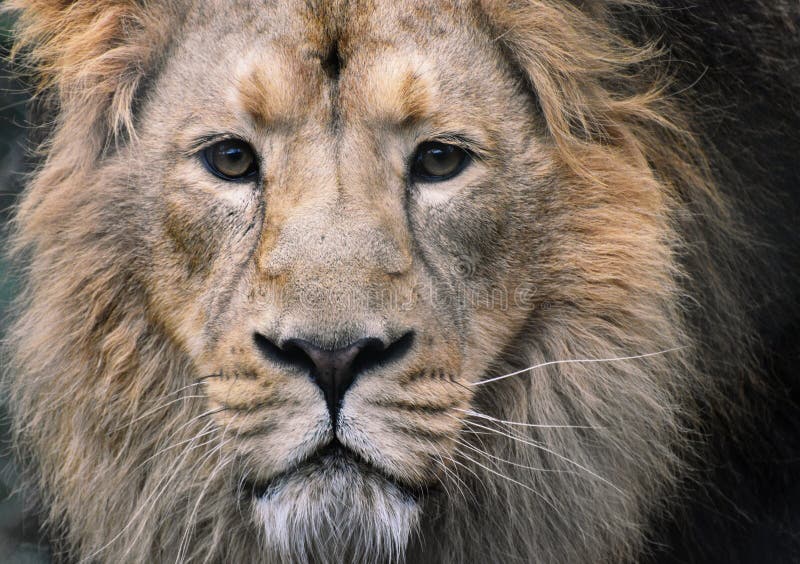 Mannelijk Lion Portrait - Gezichts Dichte Omhooggaand met Oogcontact stock afbeelding Mannelijk Lion Portrait - Gezichts Dichte Omhooggaand met Oogcontact stock afbeelding