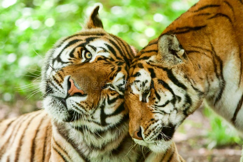 Mannelijke en vrouwelijke tijger royalty-vrije stock afbeelding Mannelijke en vrouwelijke tijger royalty-vrije stock afbeelding