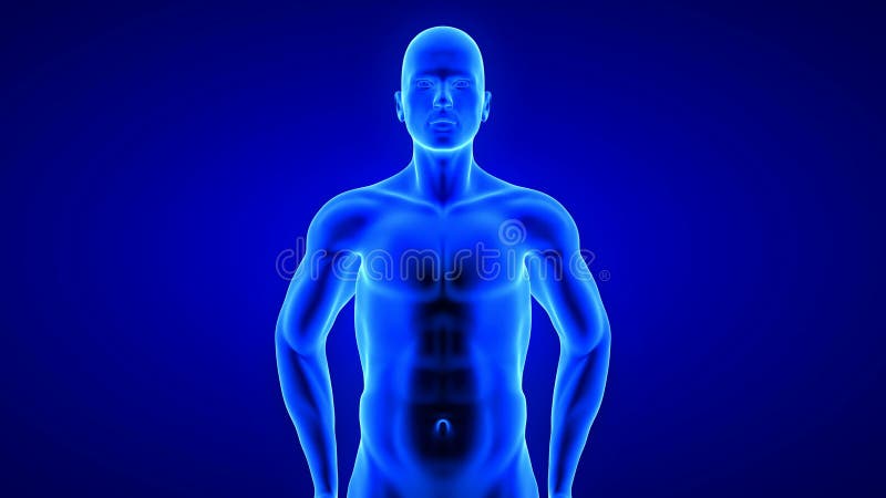 Mannelijke fitness body transformation front view spieren massaopbouw animatie blauwe achtergrond