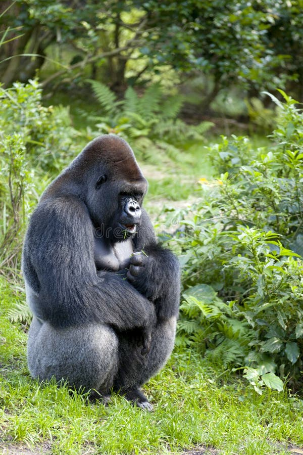 Mannelijke Gorilla (Gorillagorilla)
