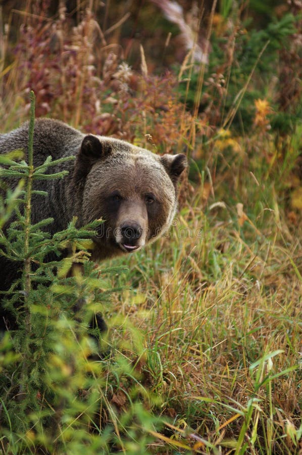 Male Grizzly Bear looking past small tree. Male Grizzly Bear looking past small tree