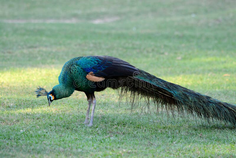 Beautiful male Green Peafowl (Pavo muticus) inThai forest. Beautiful male Green Peafowl (Pavo muticus) inThai forest