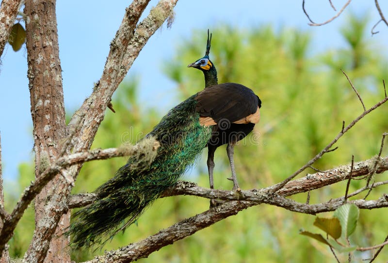 Beautiful male Green Peafowl (Pavo muticus) inThai forest. Beautiful male Green Peafowl (Pavo muticus) inThai forest