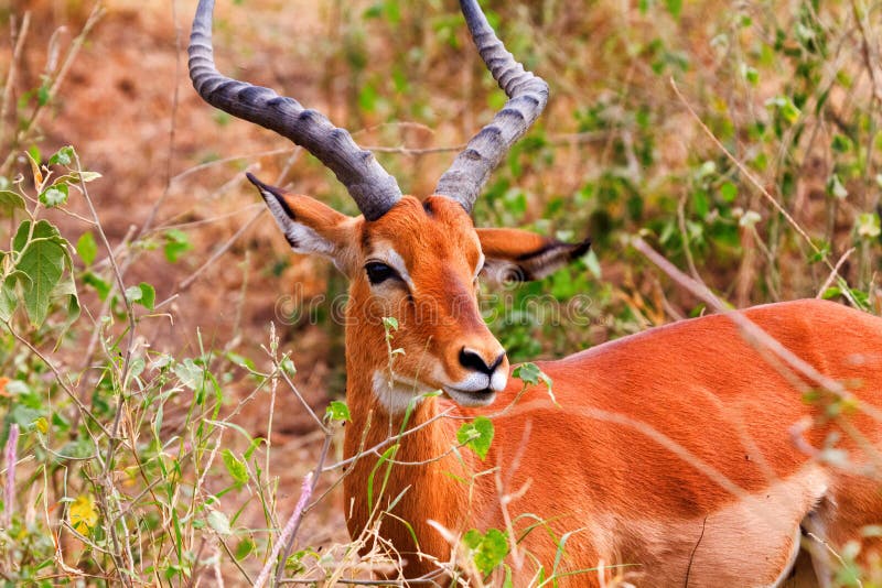 Mannelijke Impala stock foto Mannelijke Impala stock foto